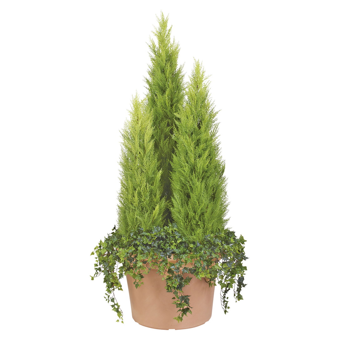 ゴールドクレスト3本立アレンジ 日比谷花壇ドットビズ 花と緑の総合仕入れサイトhibiya Kadan Biz