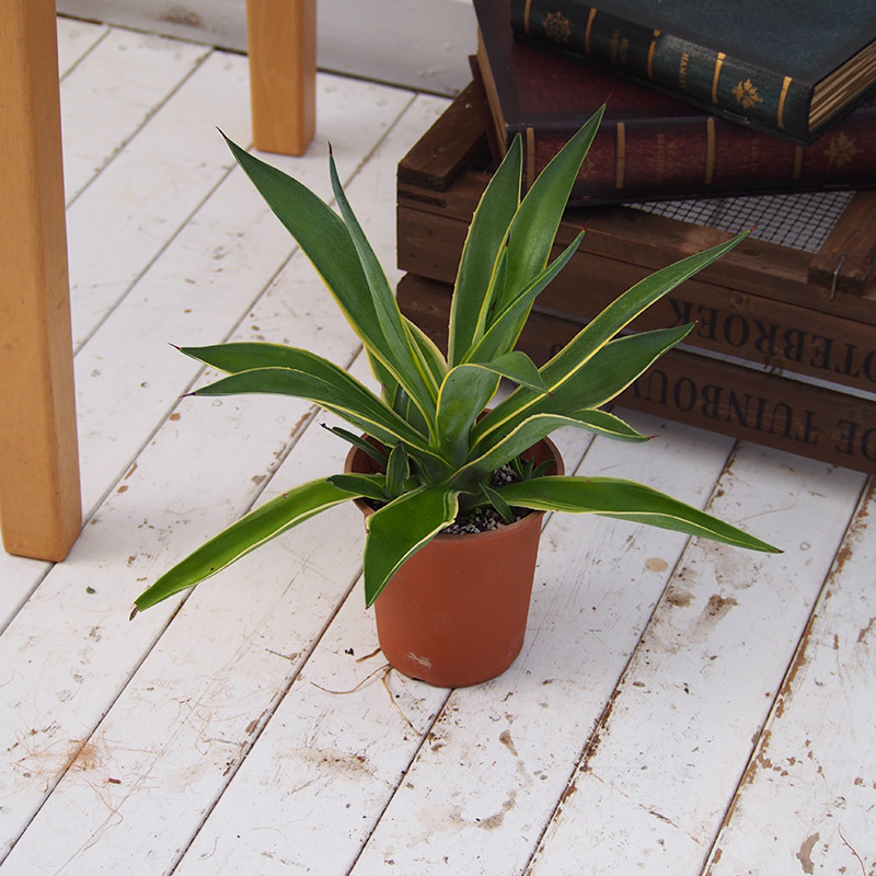 アガベ 日比谷花壇ドットビズ 花と緑の総合仕入れサイトhibiya Kadan Biz