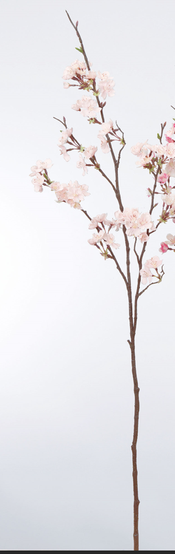 Ａ－３３５６１　桜×５０　つぼみ#003 ﾋﾟﾝｸ