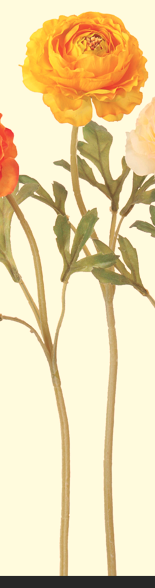 Ａ－３１８４１　ラナンキュラス　#010 ｲｴﾛｰ