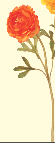 Ａ－３１８４１　ラナンキュラス　#030 ｵﾚﾝｼﾞ