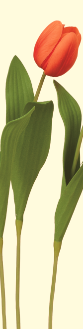 Ａ－３４７１４　チューリップ　#030 ｵﾚﾝｼﾞ