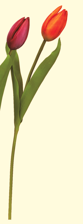 Ａ－３５１６７　チューリップ　#030 ｵﾚﾝｼﾞ