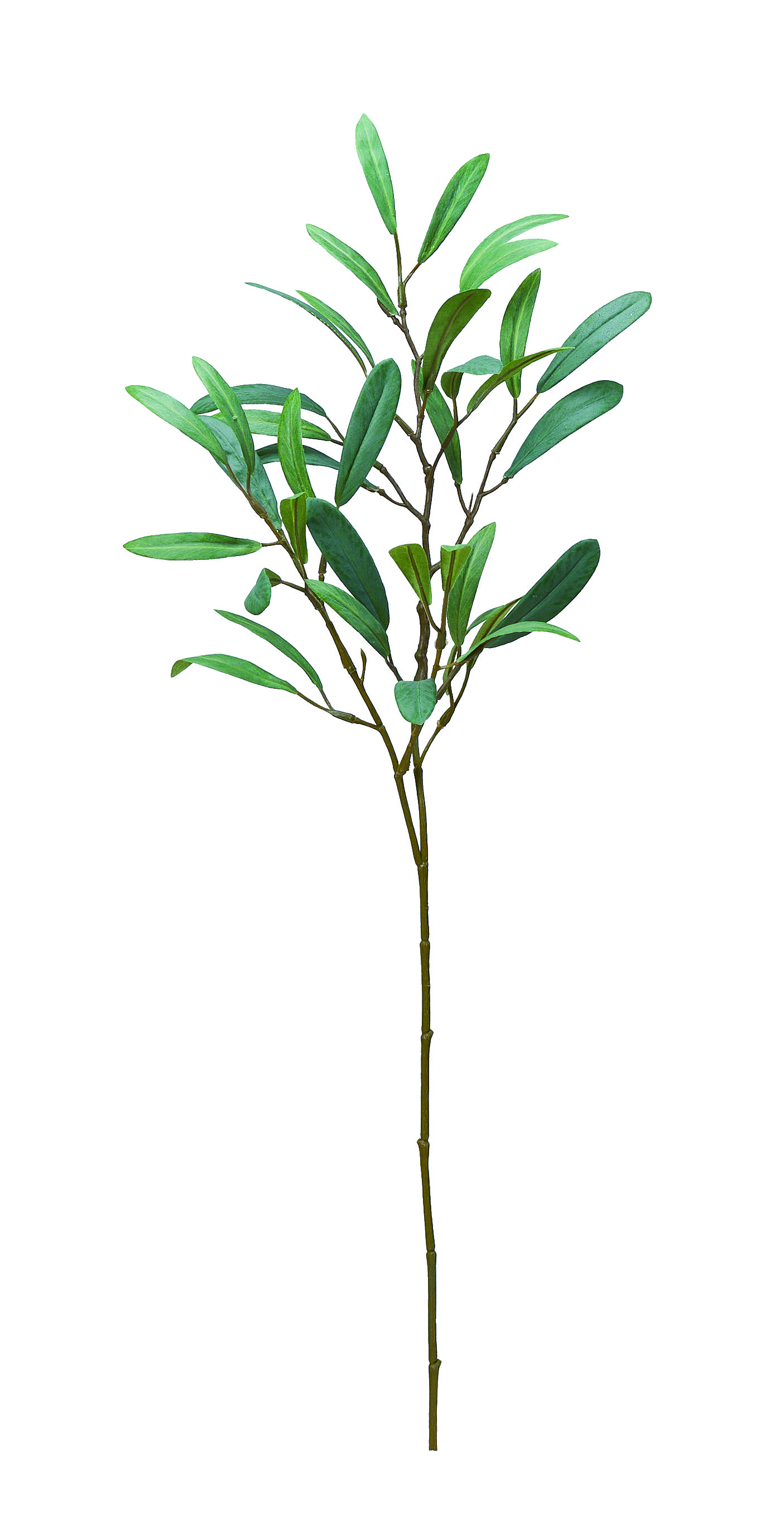 Ａ－４４３８０　オリーブ　#053S ｾ-ｼﾞｸﾞﾘ-ﾝ