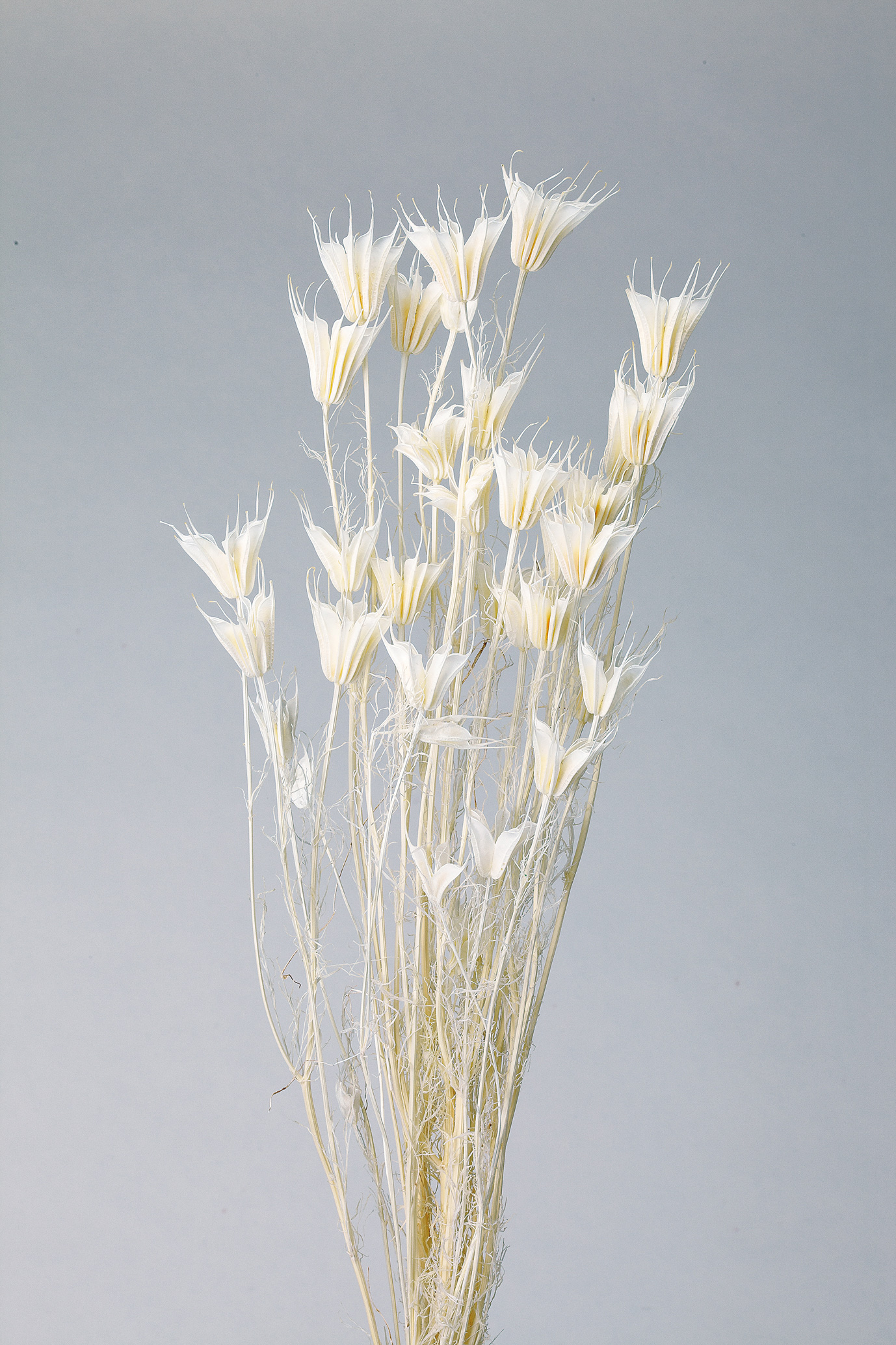 ニゲラオリエンタリス　ﾔｸ30g ｼﾛ