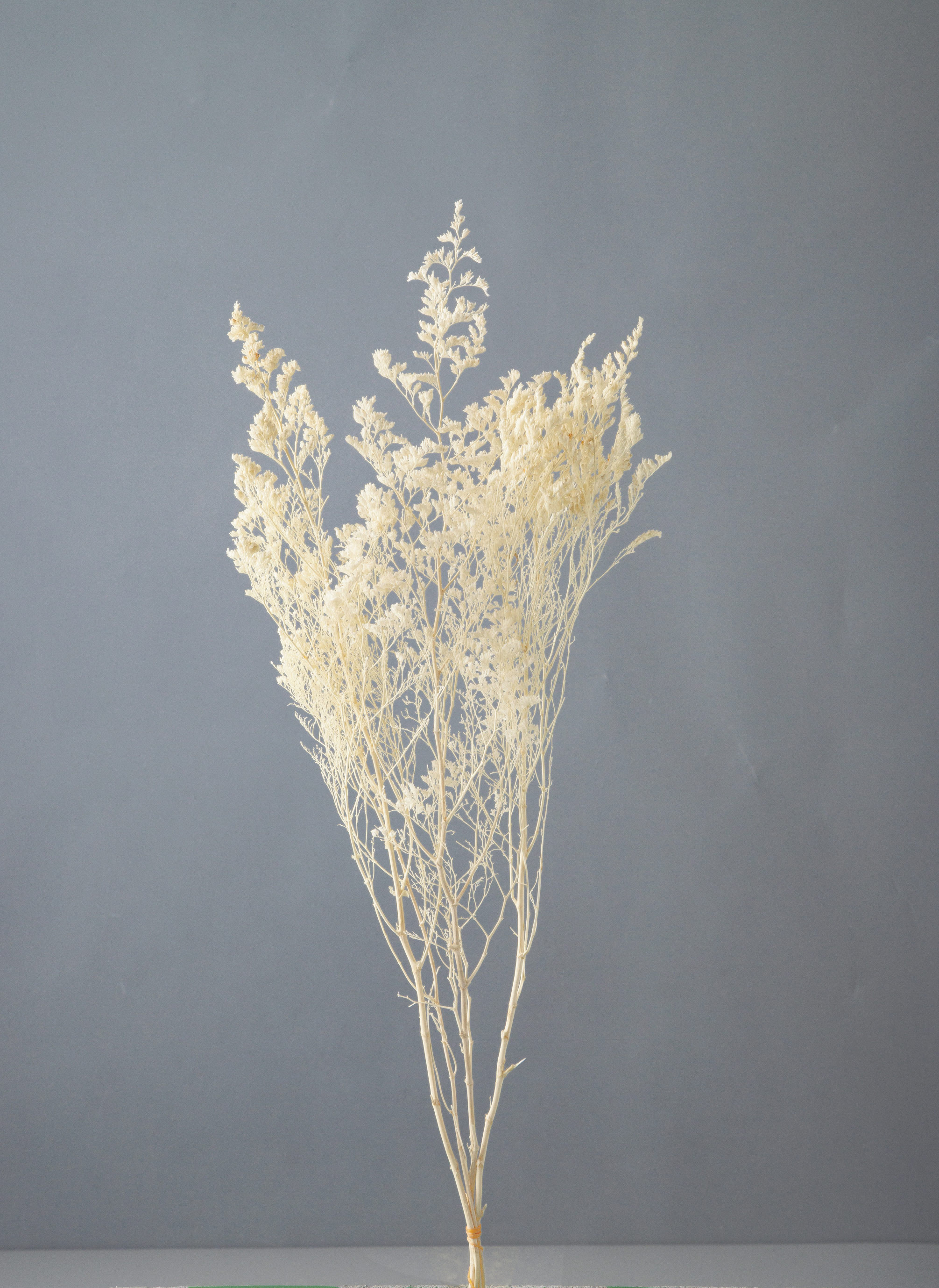 カスピア　ﾔｸ20g ｵﾌﾎﾜｲﾄ